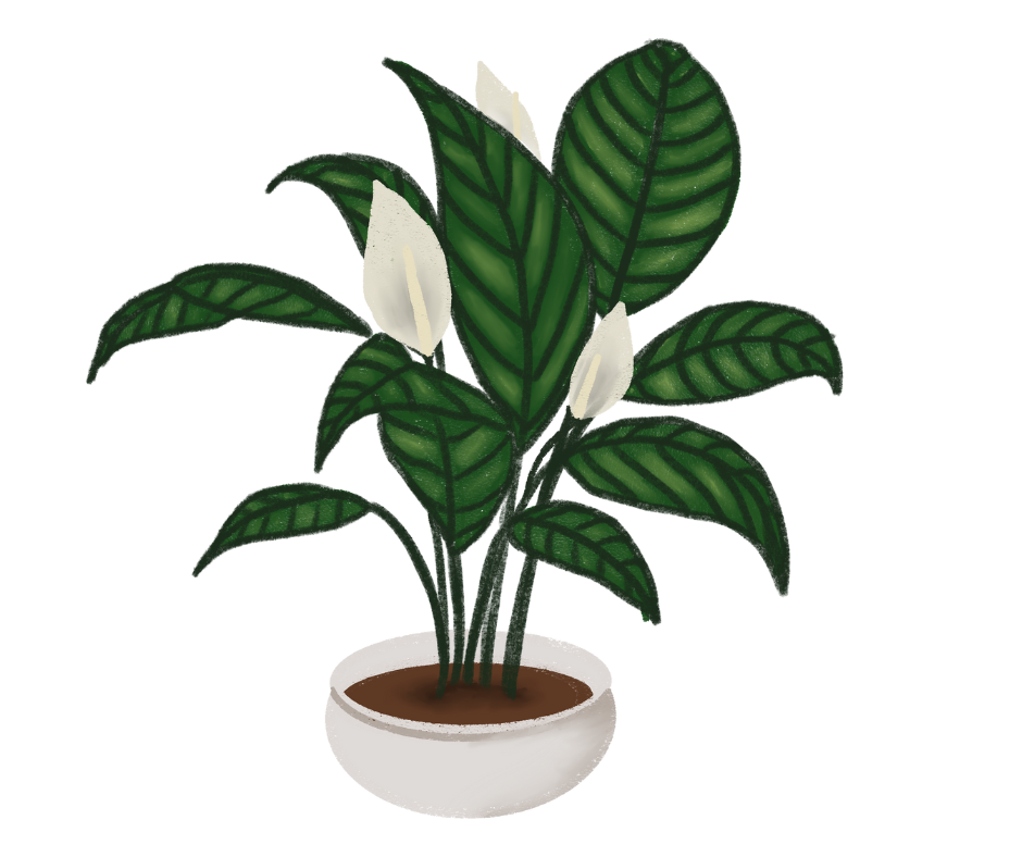 Plant decoration